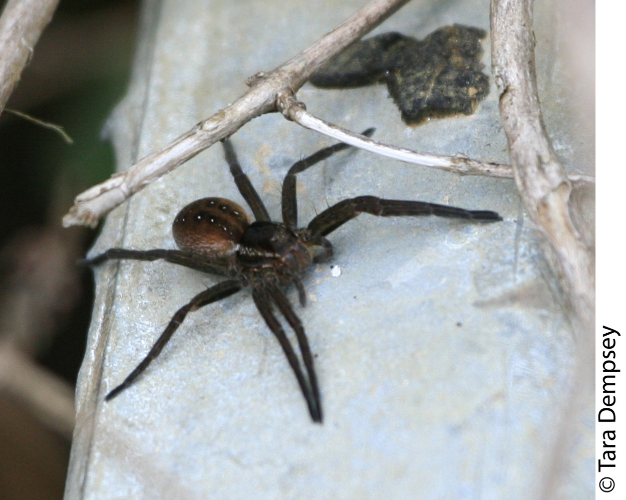 Dolomedes fimbriatus from the New Forest with atypically feint lateral bands