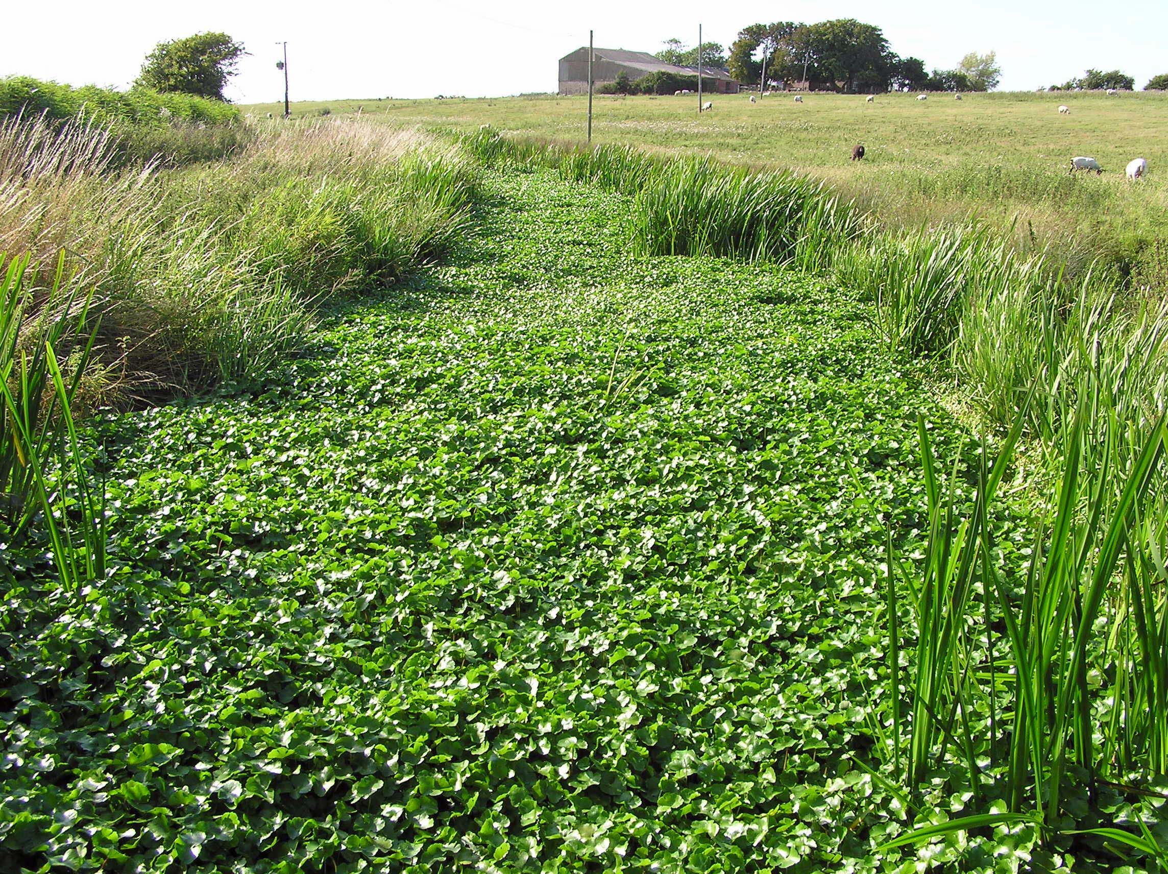 Hydrocotyle ranunculoides choking a ditch on the Pevensey Levels