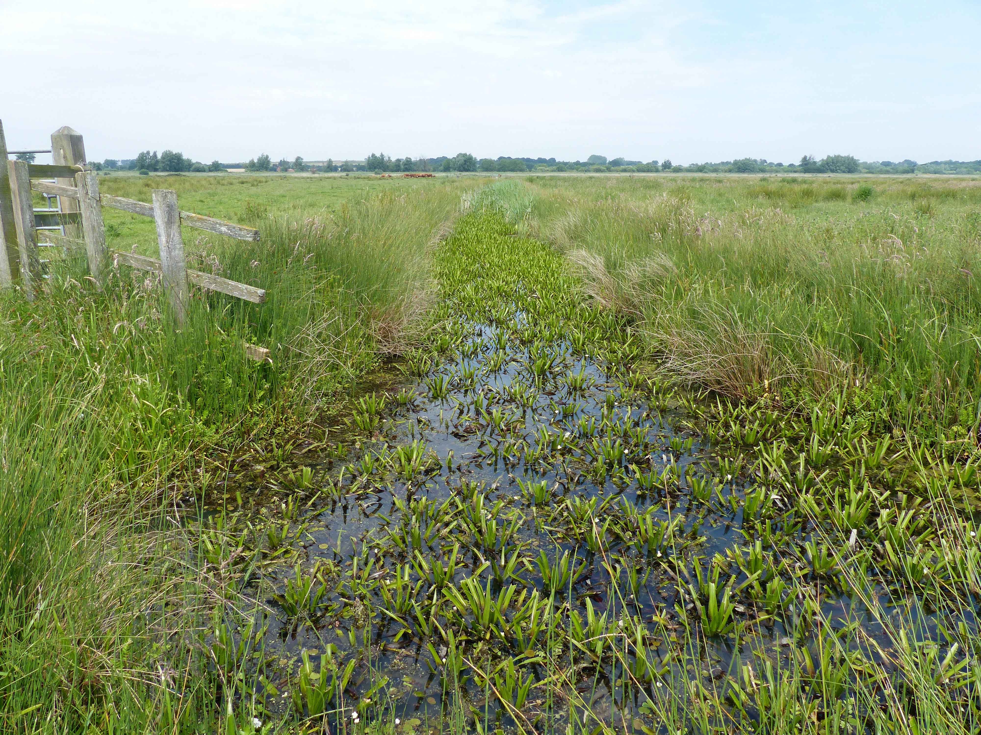 Grazing marsh ditch habitat typical of D. plantarius in Britain and the Netherlands