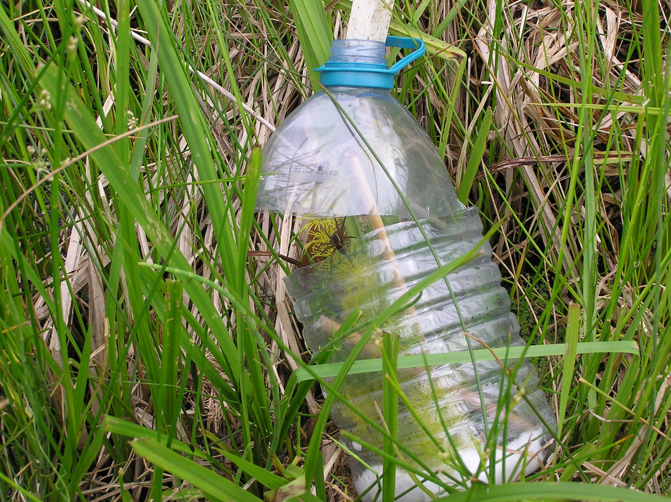 A 'bottled' nursery web, with Pevesey Levels mother, released at Carlton Marshes