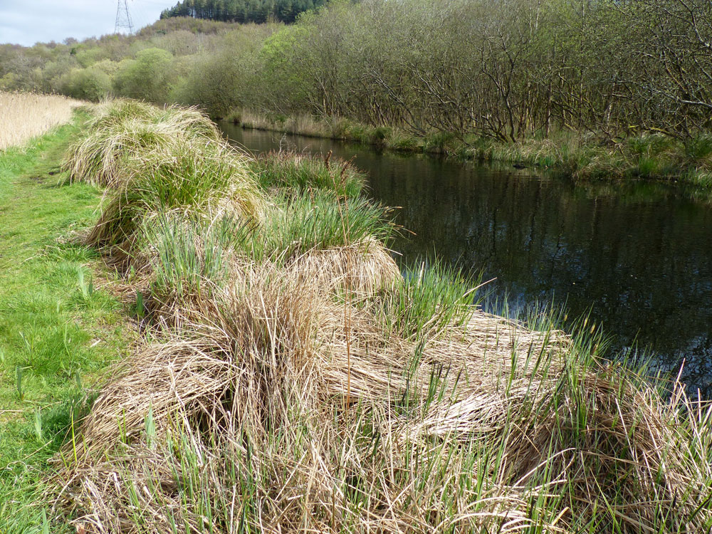 Dense tussocks of Carex paniculata are a common support for nursery webs 