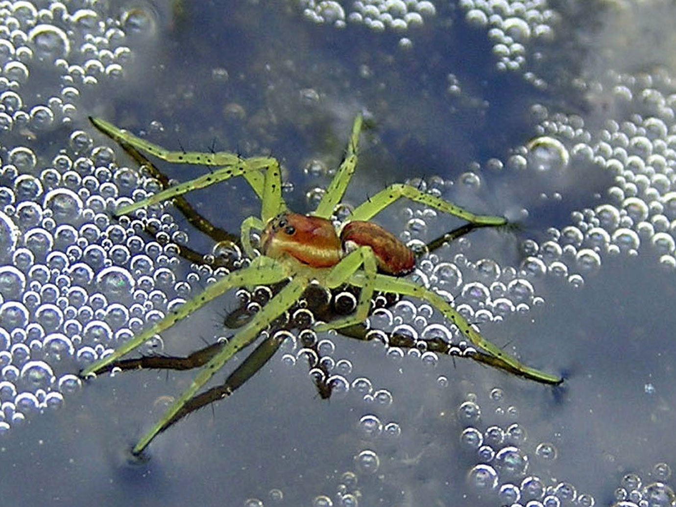 Dolomedes fimbriatus spiderling with green legs