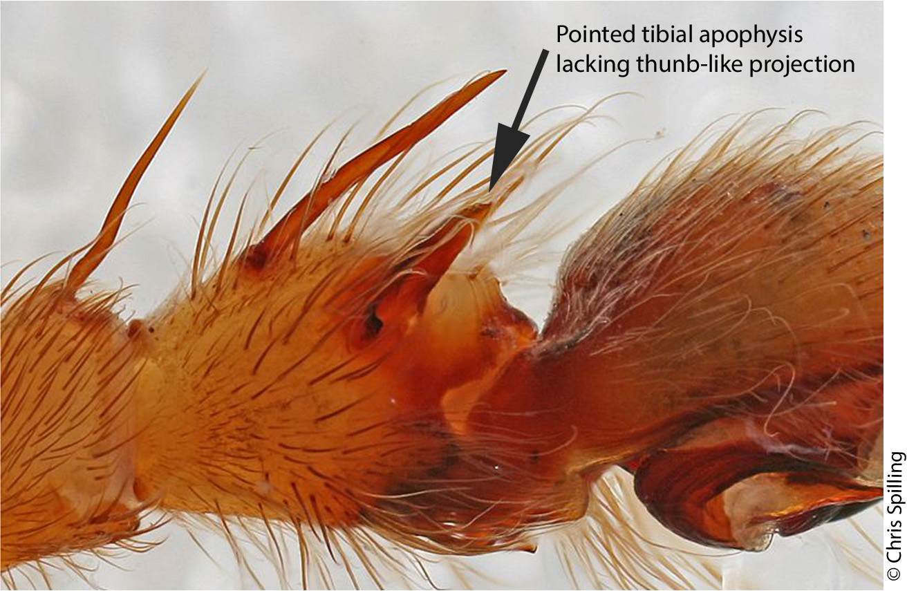 Distinguishing features of the D. fimbriatus male palp