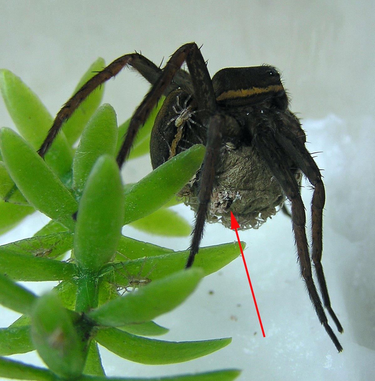 Dolmedes plantarius egg sac with spiderlings starting to emerge (in captivity, under license)