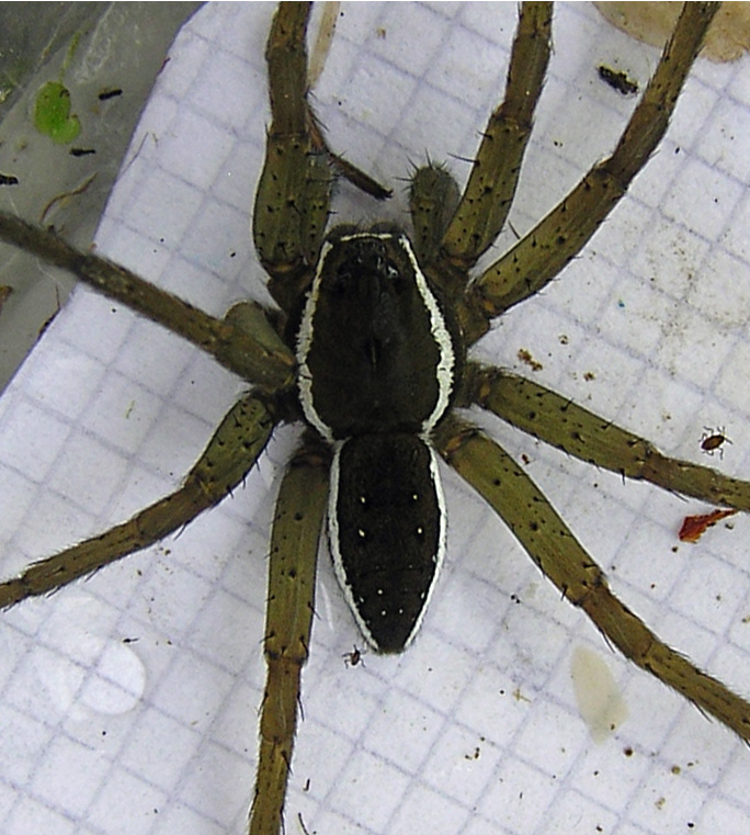 Adult male D. plantarius with lateral bands only above the margin of the carapace