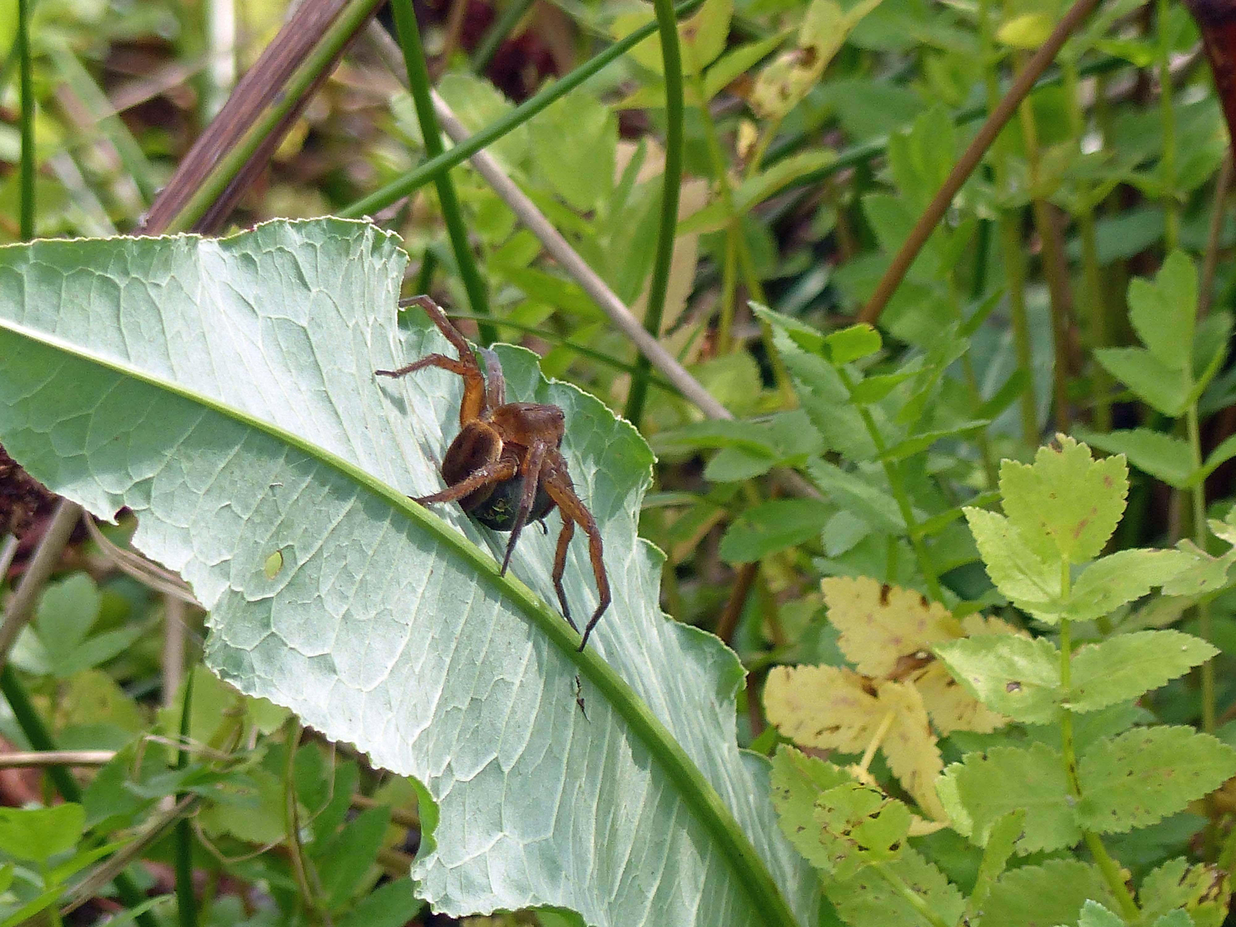 An unbanded female D. plantarius with her egg sac high above the water on a Rumex hydrolapathum leaf