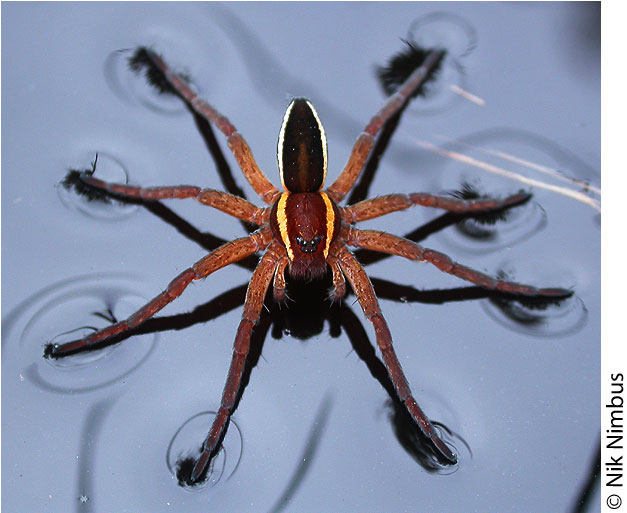 Dolomedes fimbriatus with different lateral band colours on the carapace and abdomen