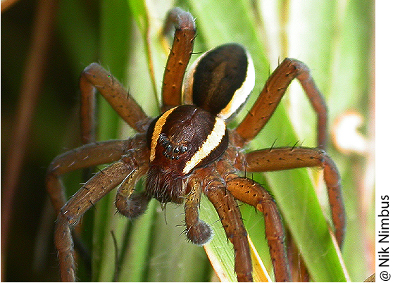 Dolomedes fimbriatus from the Ashdown Forest, GB, showing a conspicuous cardiac mark and broad lateral bands