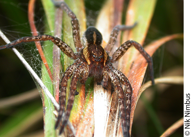 Dolomedes fimbriatus from the Ashdown Forest, GB, with flecking on the legs
