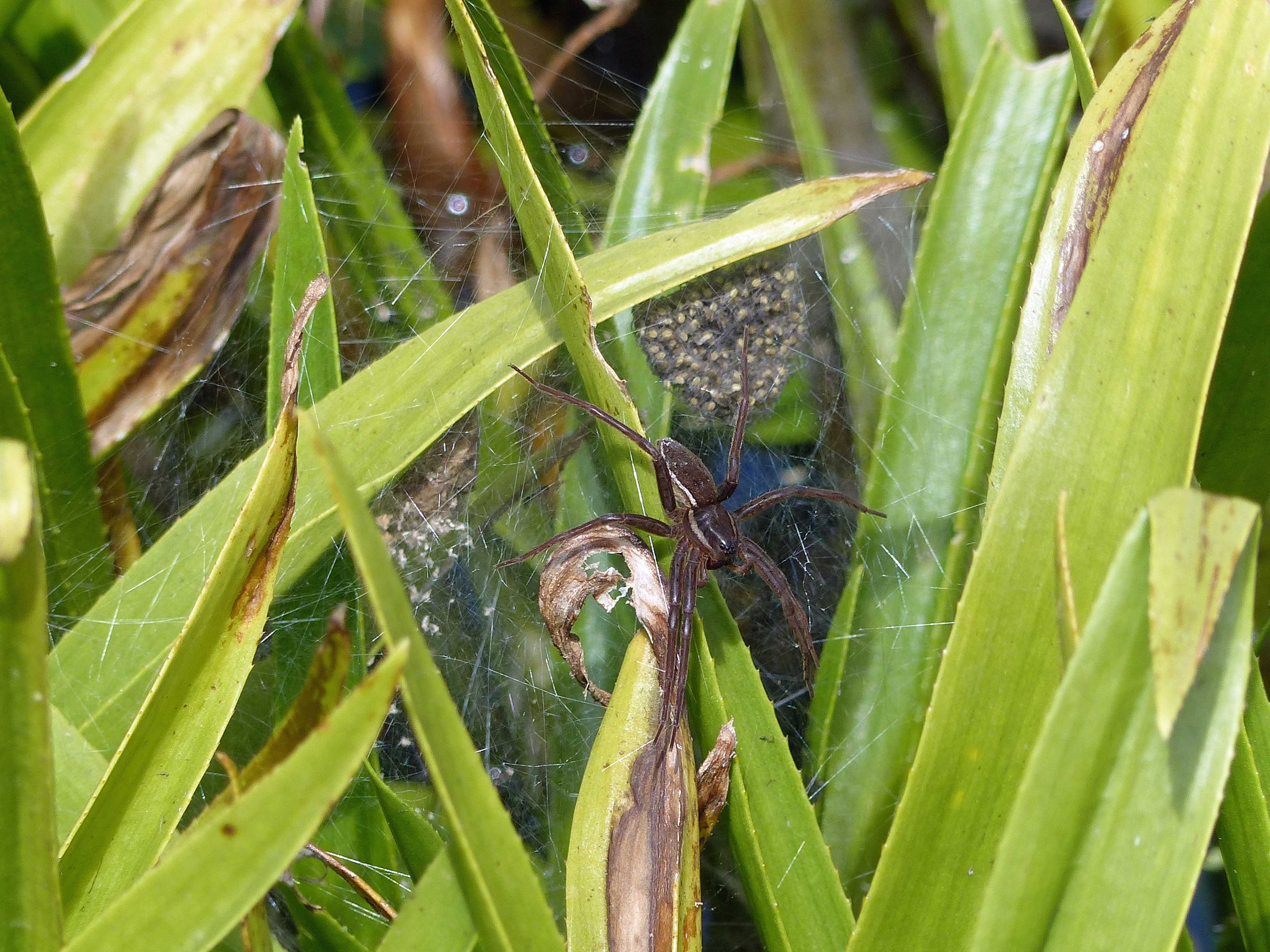 Dolomedes plantarius with female guarding and spiderling ball and remains of eggs sac visible