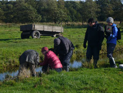BBC's One Show filming the release of spiderlings at Castle Marshes in October 2010