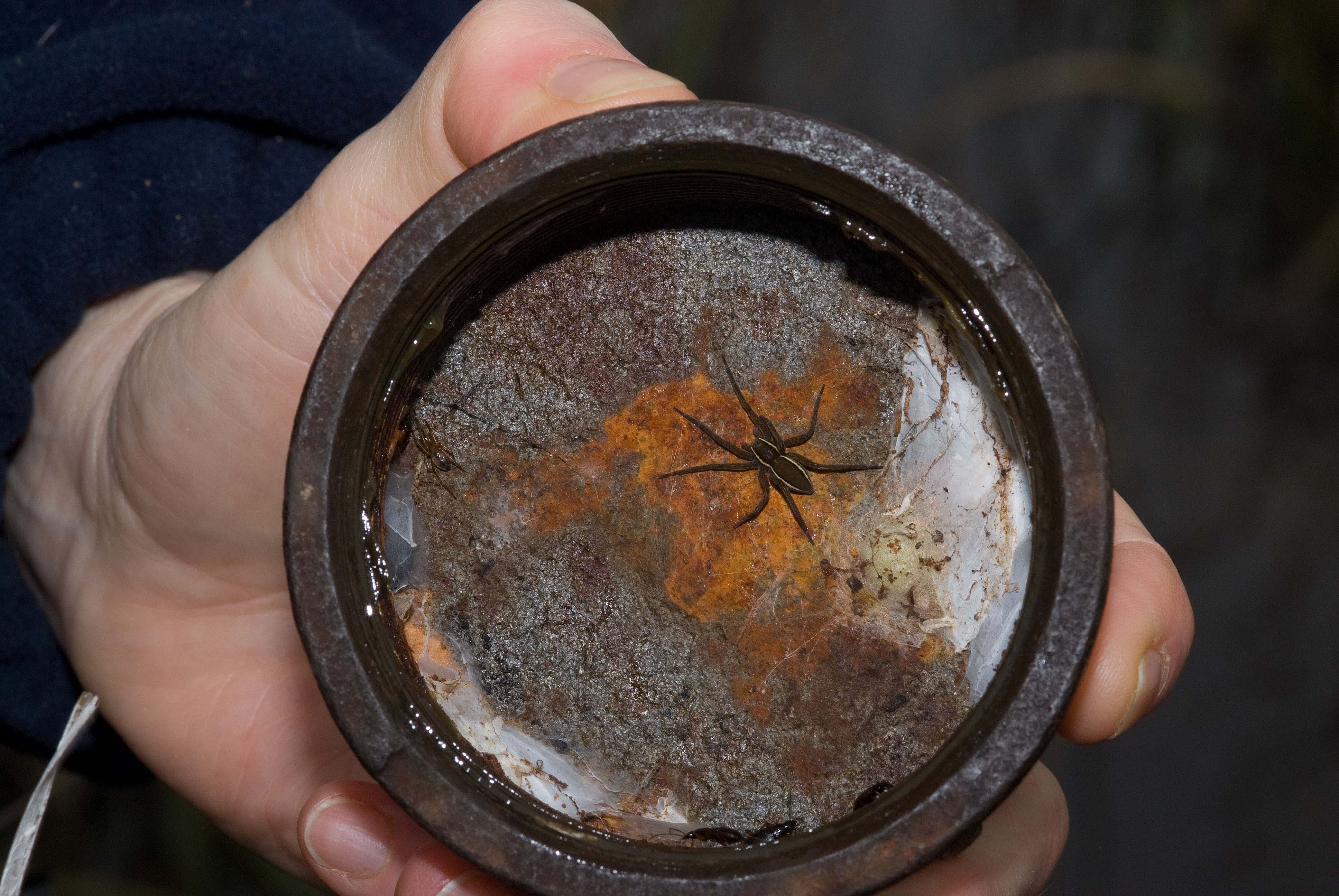 Dolomedes plantarius under a dipwell lid in winter