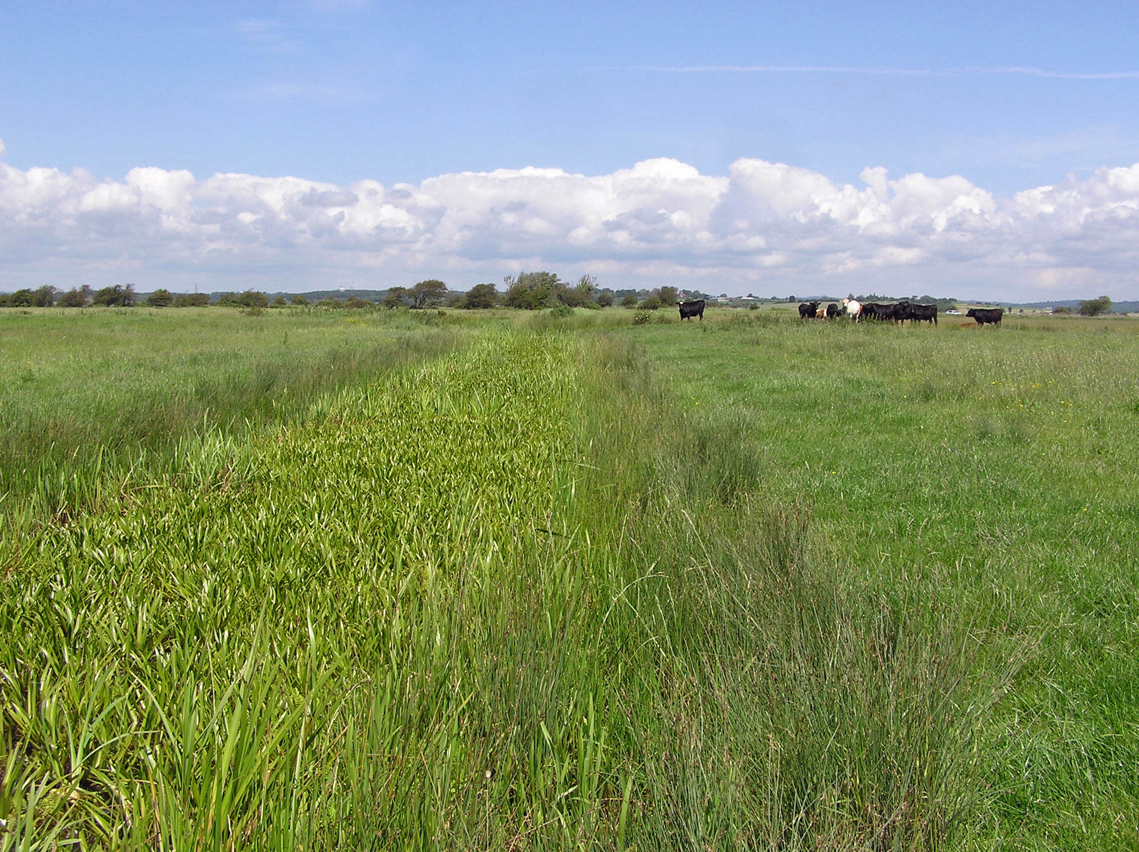 T grazing marshes of the Pevensey Levels