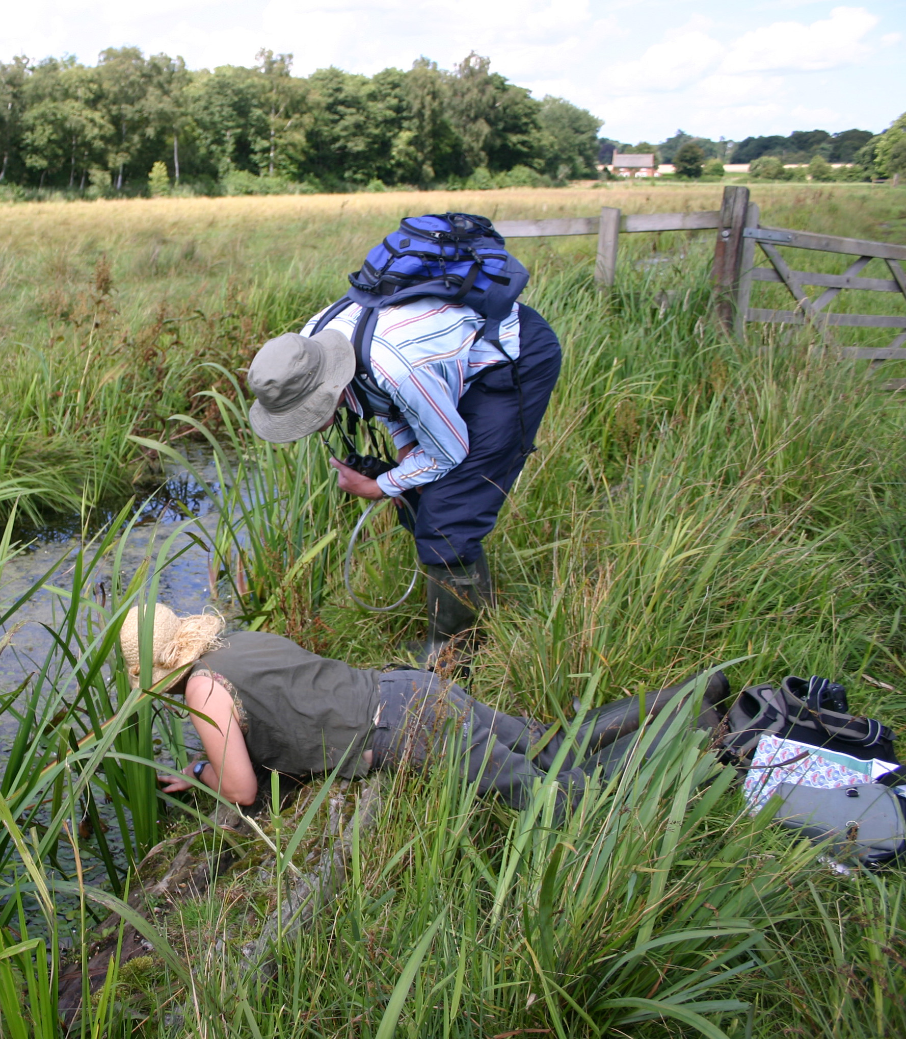 British Arachnological Society volunteers searched for overlooked populations
