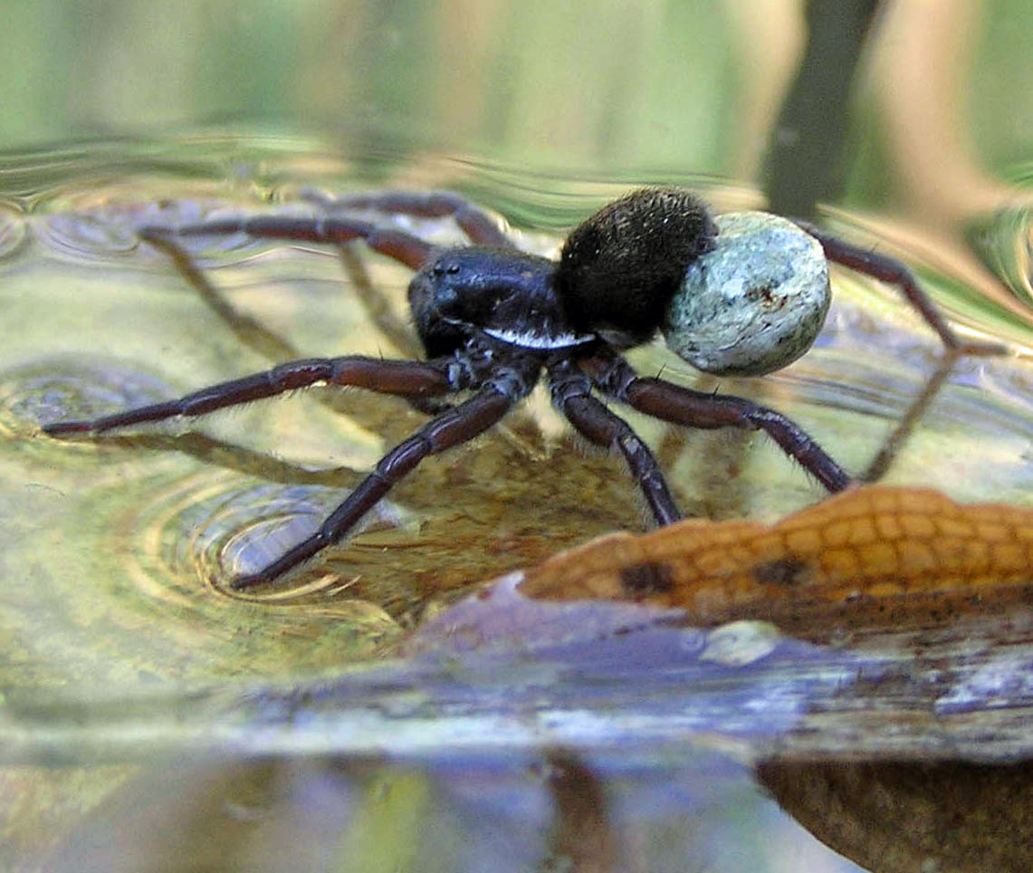 Pirata species holing its egg sac at the back of the body in its spinnerets
