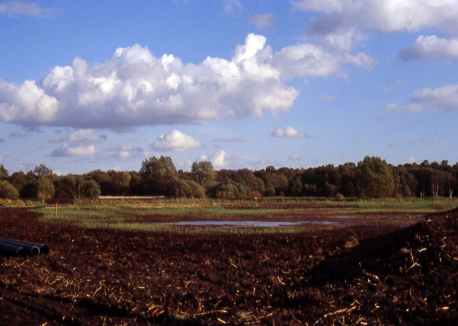 Degraded surface peat was scraped from an extensive areas of the fen's surface in the late 1990s