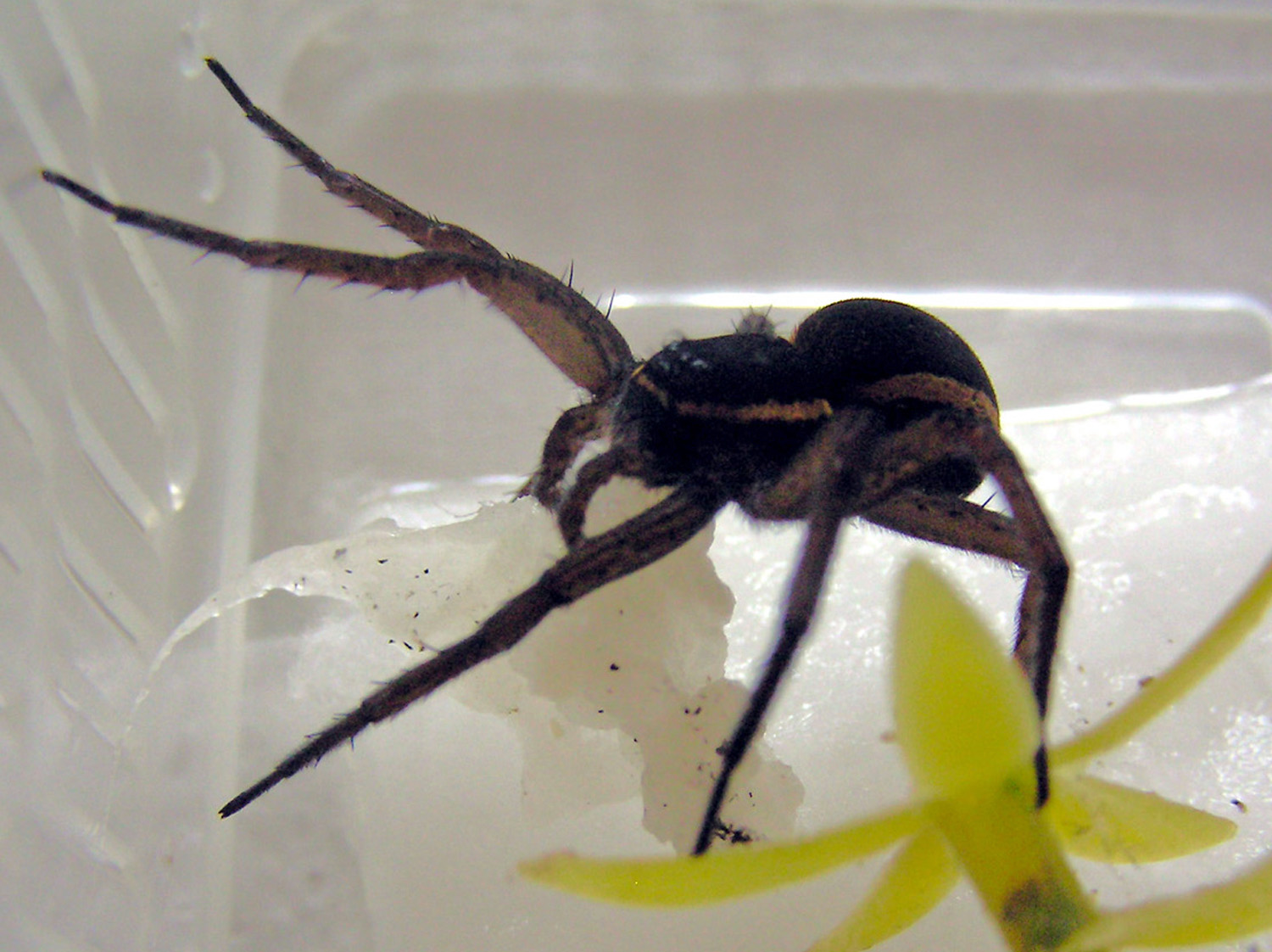 Female D. plantarius carrying cotton wool in lieu of an egg sac in captivity