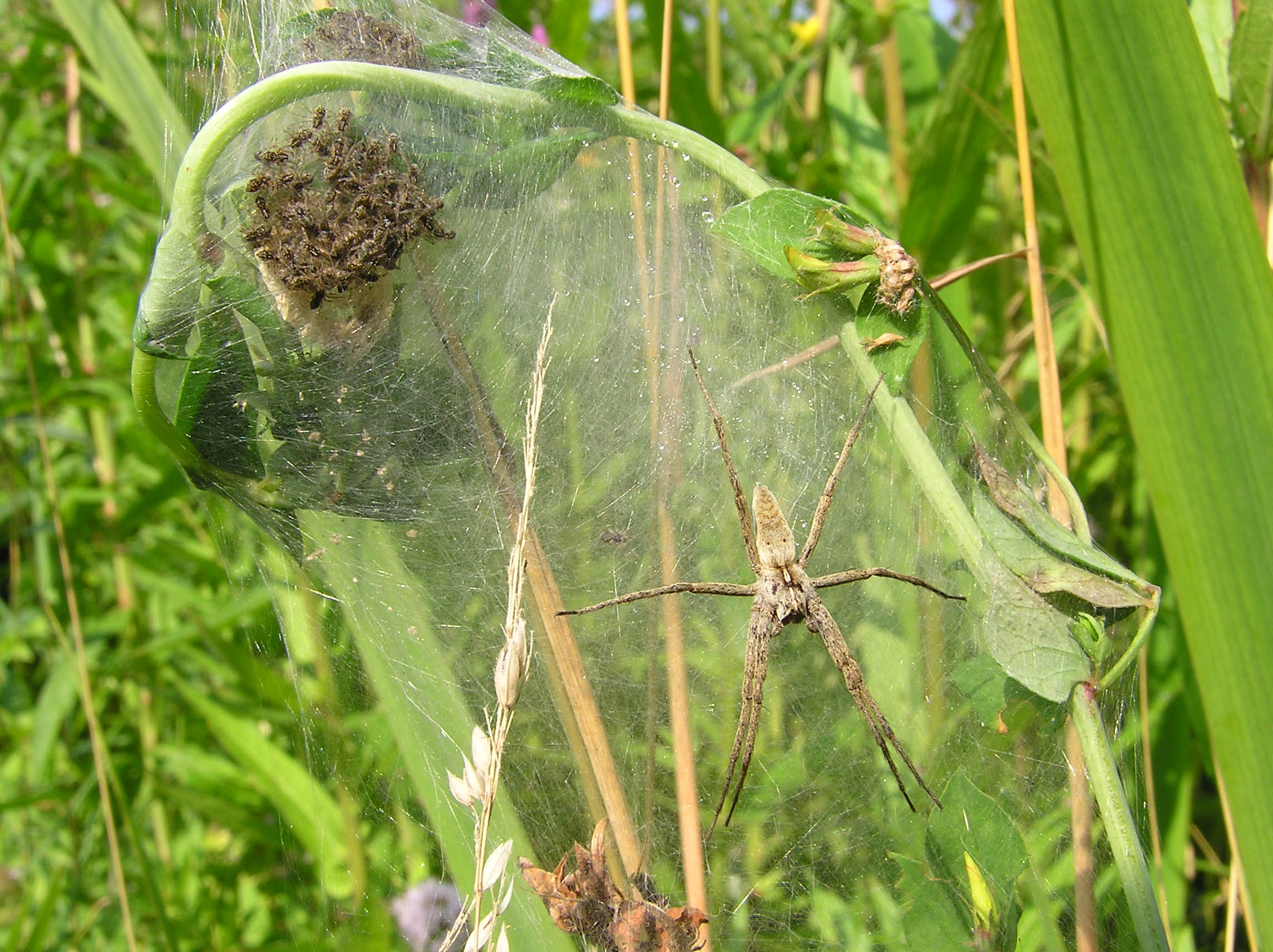 Female Pisaura mirabilis guarding spiderlings in her nursery