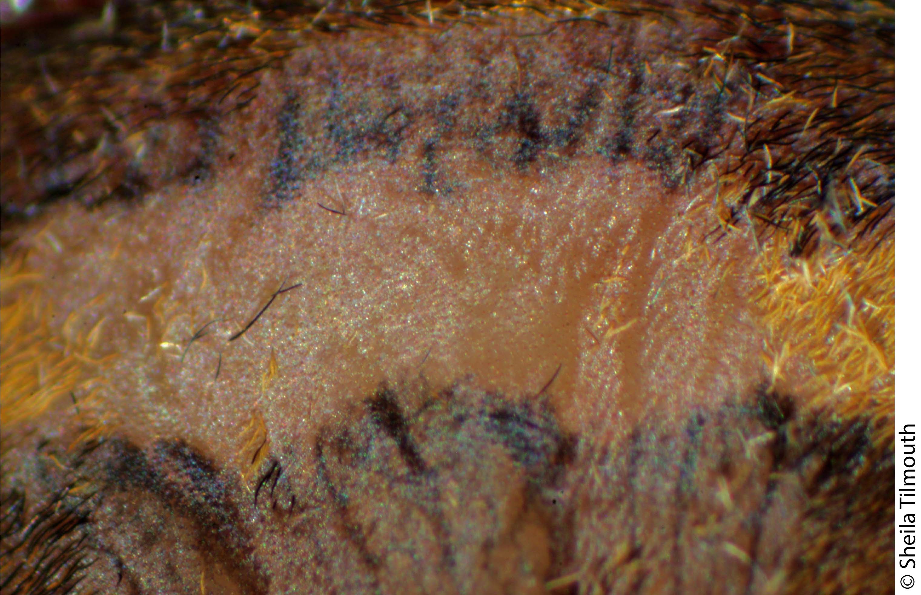 The lateral band of D. plantarius comprises pale hairs & a pale integument beneath