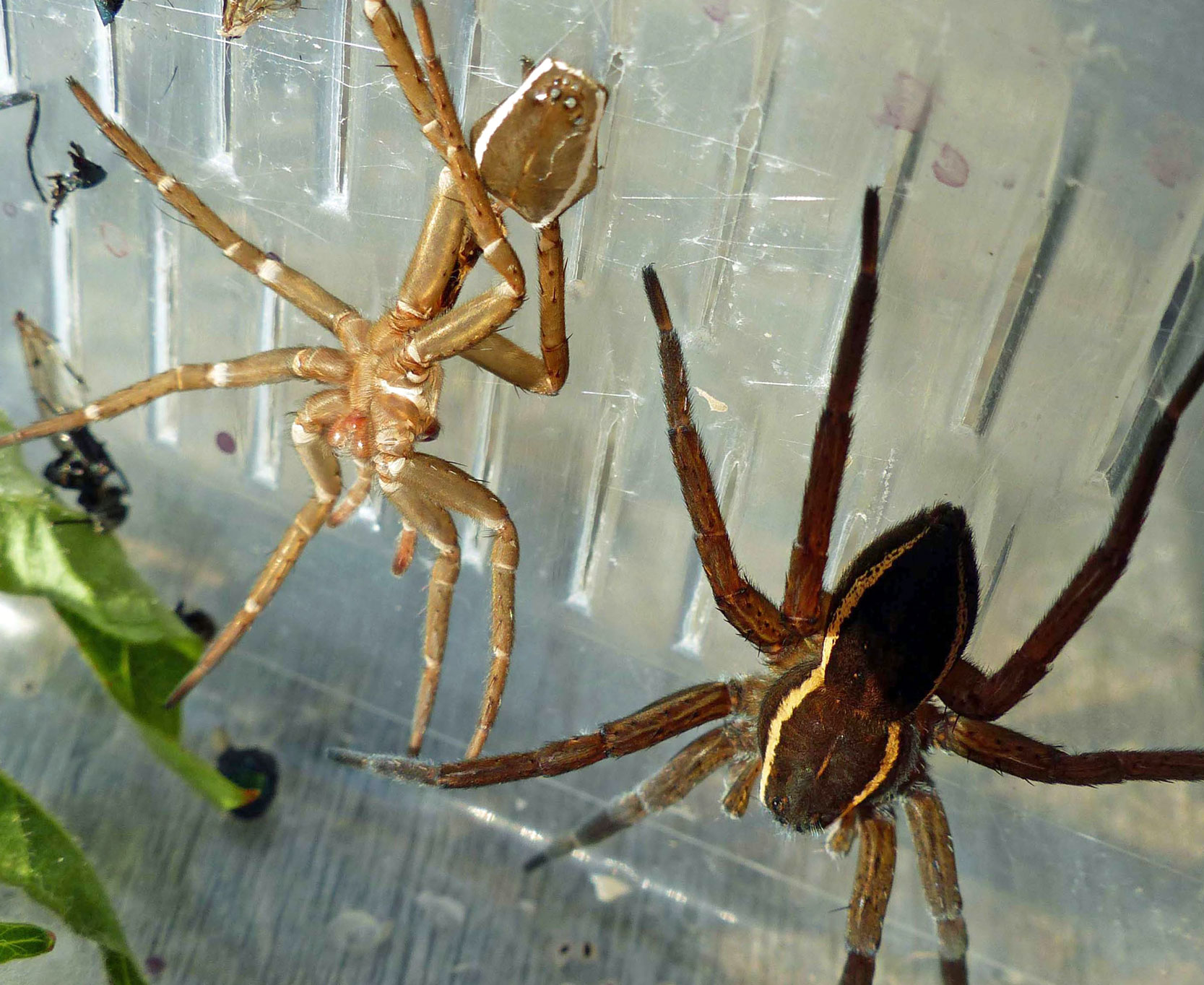 Dolomedes plantarius with lateral band colour change after moulting
