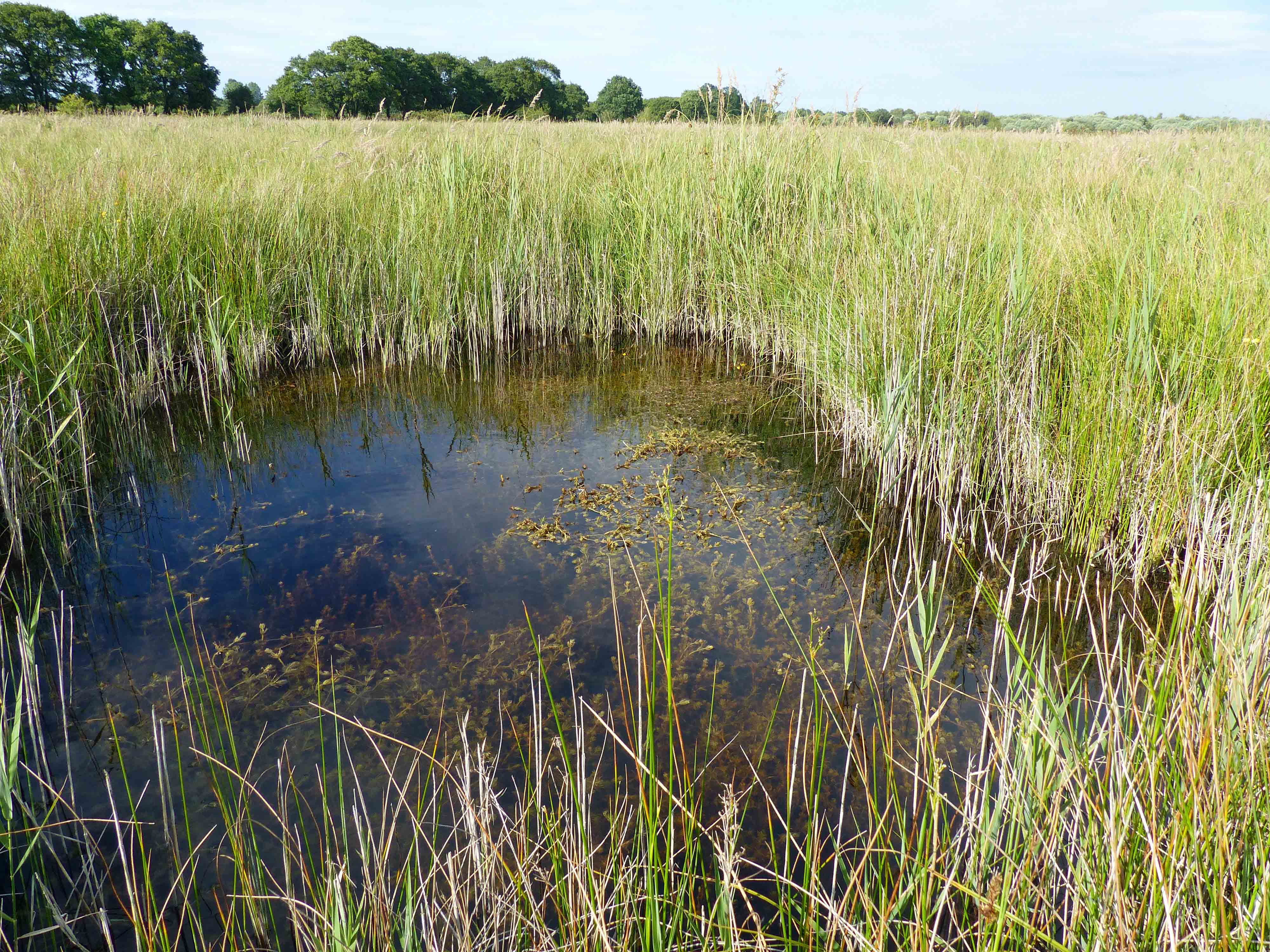 Turf pond with Charophytes at Redgrave & Lopham Fen