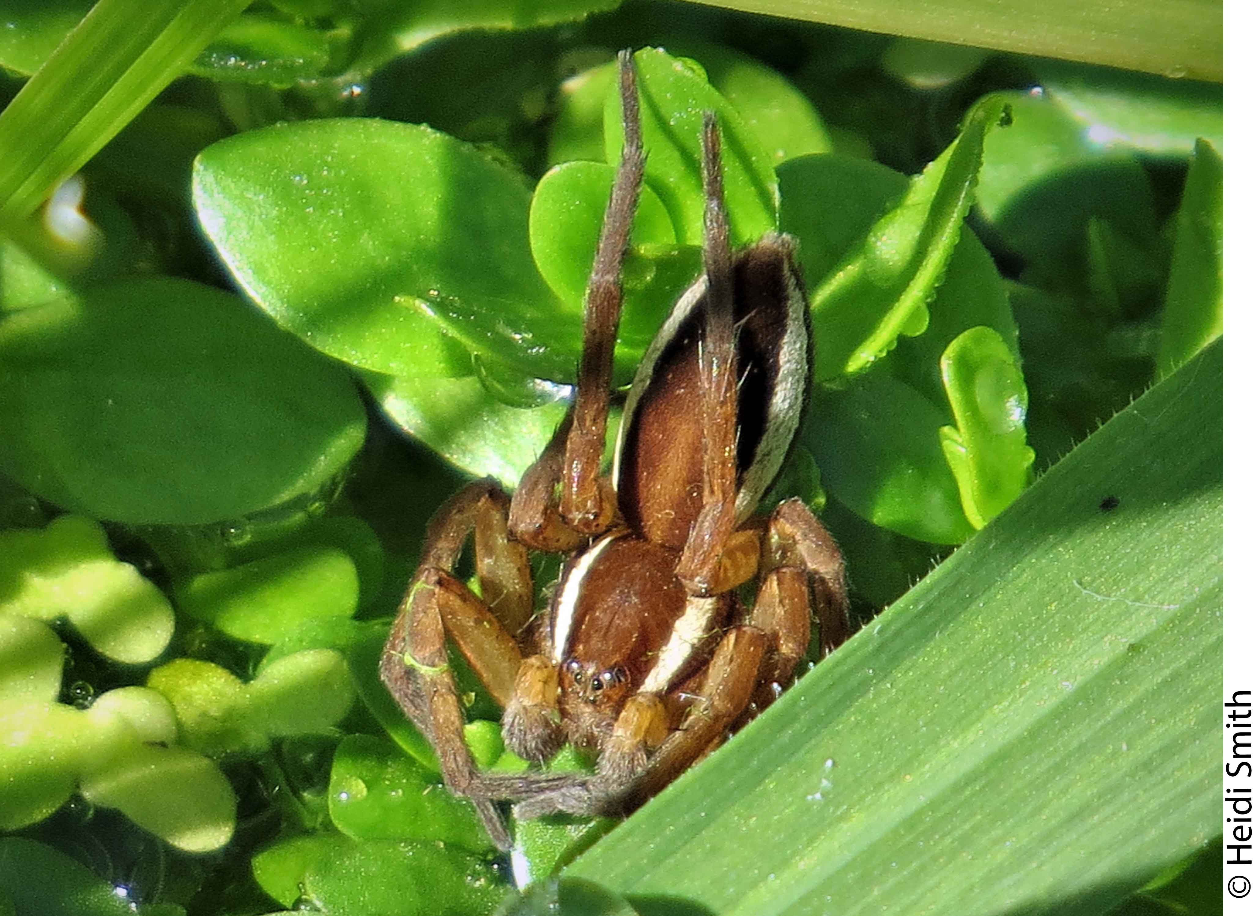 Dolomedes resting in 'arms akimbo' posture