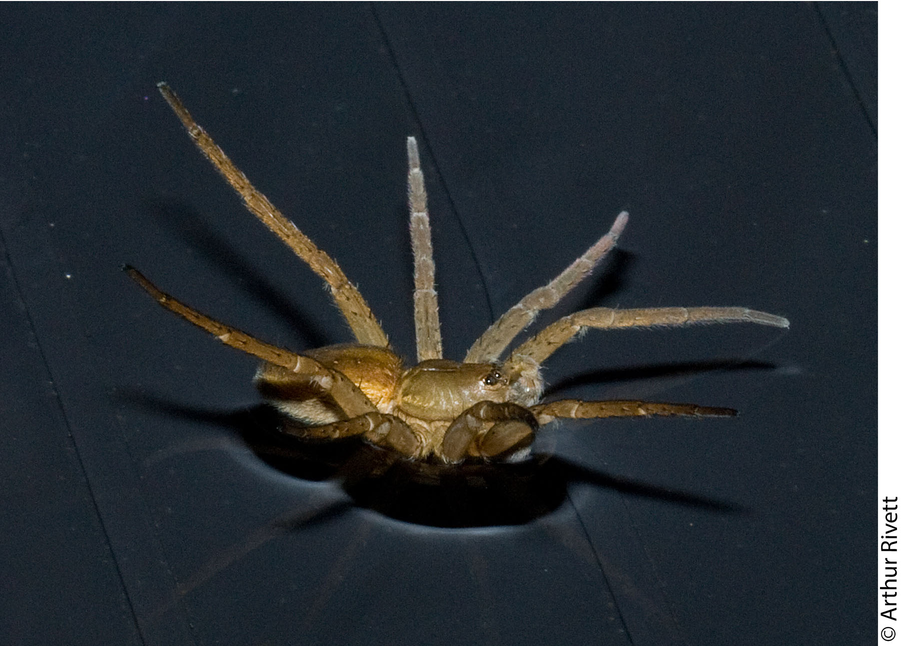 Dolomedes plantarius sailing by raising all of its legs!