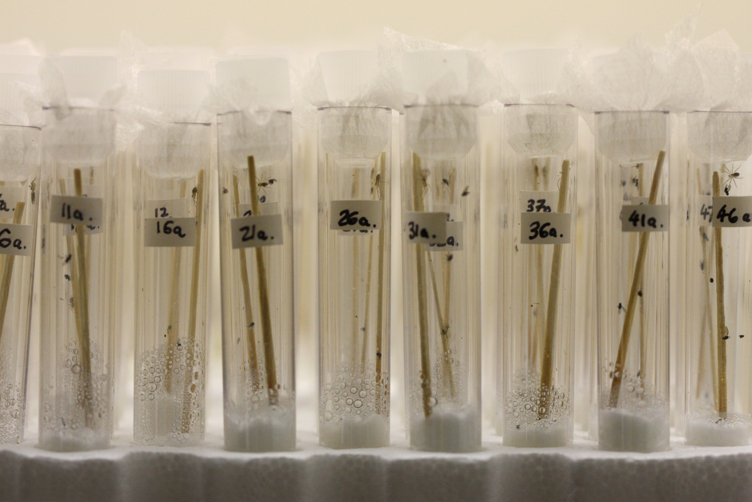 Rearing tiny spiderlings individually in test tubes gave over 90% survival